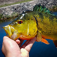 South Florida's Exotics, Part 1: The Fish