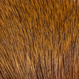 Elk Body Hair - Golden Brown