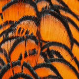 Lady Amherst Pheasant Neck - Orange (APC012)