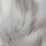 Barred Mallard Flank - Dun