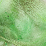 Barred Mallard Flank - Green Drake
