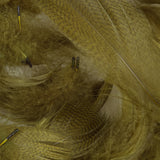 Barred Mallard Flank - Olive