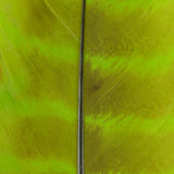 Ozark Turkey Quill, Barred - Fl. Chartreuse