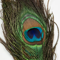 Peacock Eyes