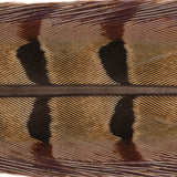Ringneck Pheasant Tail Feathers - 1 Pair, Natural Cock (PTP199)