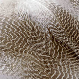 Gadwall Flank, Barred - Natural (MBG199)