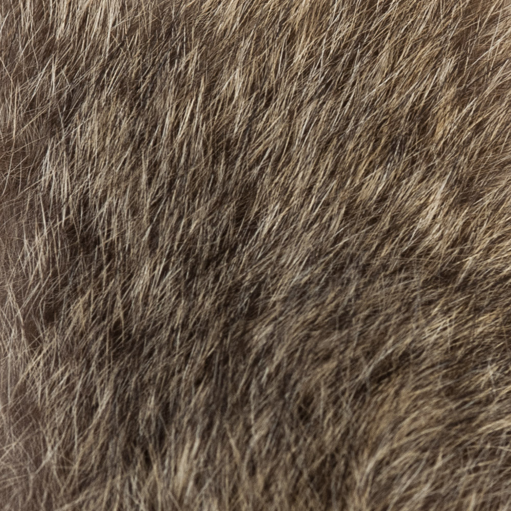 Australian Opossum