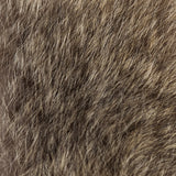 Australian Opossum