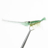 EP Grass Shrimp