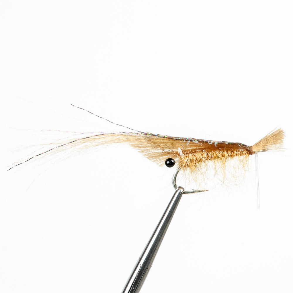 EP Grass Shrimp