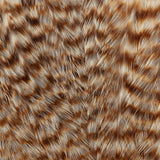 Ewing Deceiver Patch - Bleached/Grizzly