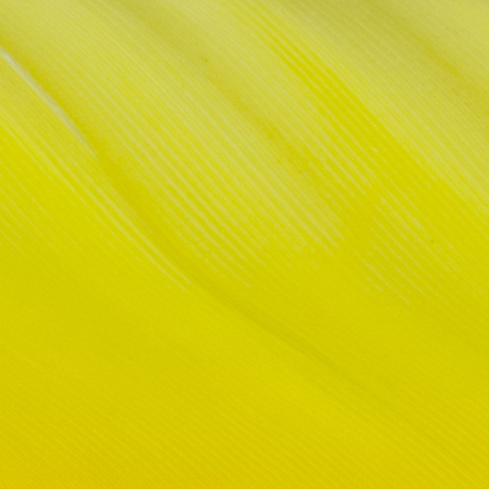 Goose Quill - Yellow