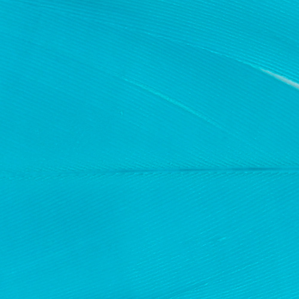 Goose Shoulder - Blue Teal