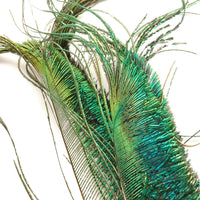 Peacock Swords