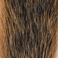 Squirrel Tail - Natural Fox