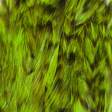 Neck Hackle, Strung - Barred Fluorescent Chartreuse (NHB509)