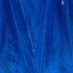 Peacock Blue/White