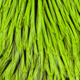 Whiting American Rooster Cape - Badger Dyed Fl Green Chartreuse