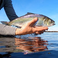 Fly Fishing for American Shad on the St. Johns River: A Coldwater Fish in the Florida Subtropics