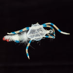 Blue Crab / #1