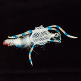 Fiddler On the Reef - Blue Crab