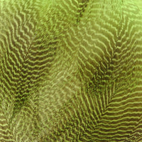 Gadwall Flank, Barred - Fluorescent Chartreuse