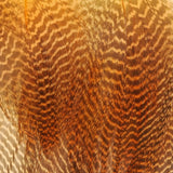 Gadwall Flank, Barred - Fluorescent Orange