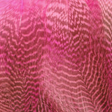 Gadwall Flank, Barred - Fluorescent Pink