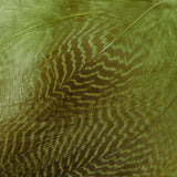 Gadwall Flank, Barred - Olive