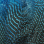 Peacock Blue