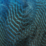 Gadwall Flank, Barred - Peacock Blue