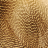 Gadwall Flank, Barred - Wood Duck