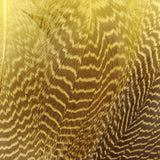 Gadwall Flank, Barred - Yellow