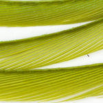 Caddis Green