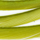 Goose Biots - Caddis Green