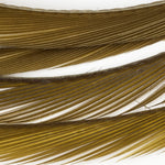 Callibaetis