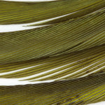 Light Olive