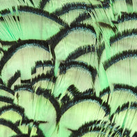 Lady Amherst Pheasant Neck - Lime Green (APC113)