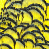 Lady Amherst Pheasant Neck - Yellow (APC006)