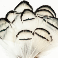 Lady Amherst Pheasant Tippets