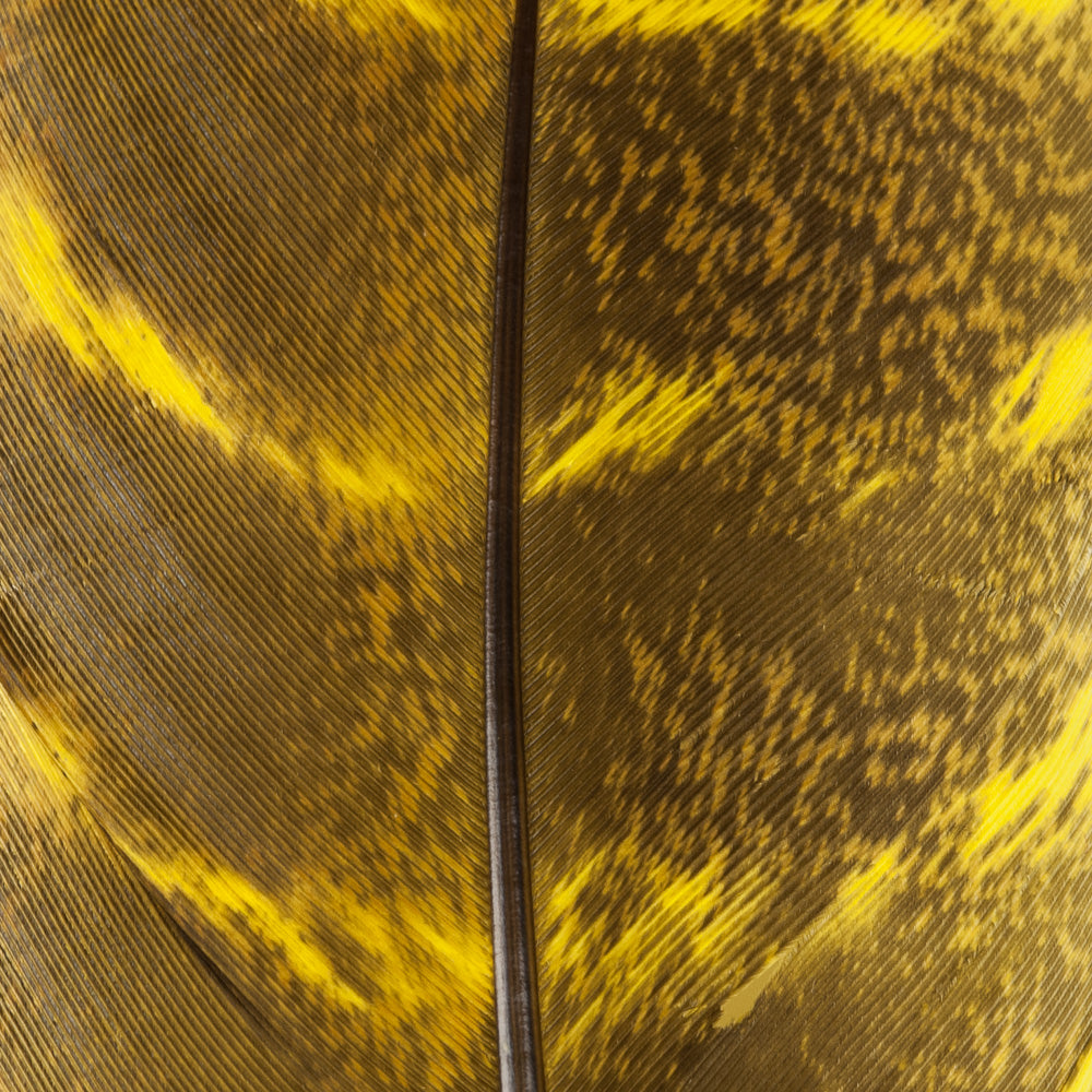 Ozark Turkey Quill, Barred - Hopper Yellow