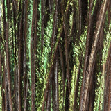 Peacock Herl - Natural