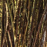 Peacock Herl - Orange