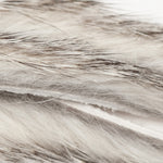 Chinchilla