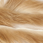 Ginger