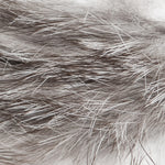 Chinchilla