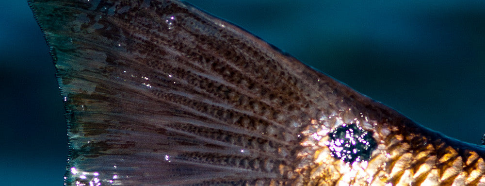 Shiny Redfish Tail