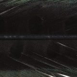 Ringneck Pheasant Tail Feathers - 1 Pair, Black (PTP100)