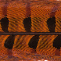 Ringneck Pheasant Tail Feathers - 1 Pair, Orange (PTP012)