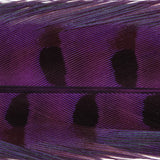 Ringneck Pheasant Tail Feathers - 1 Pair, Purple (PTP092)